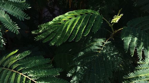 Close-up of fern leaves