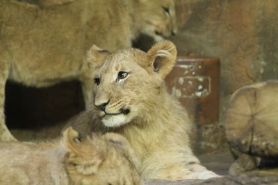 Cat sitting in a zoo