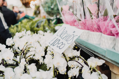 Close-up of white rose flower for sale