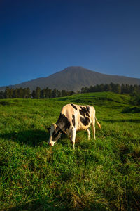 Cow grazing on field against clear sky