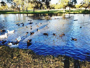 Birds swimming in lake