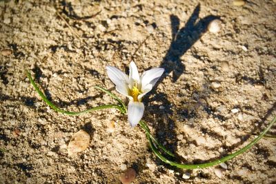 High angle view of white flower