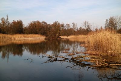 Scenic view of lake by trees against sky