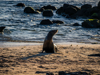 View of horse on beach