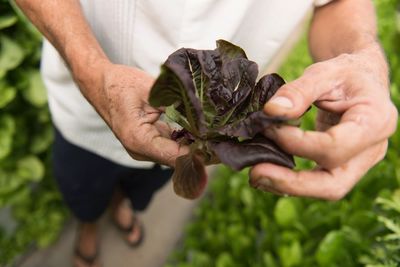 Low section of man holding leaf vegetable