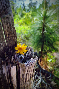 Close-up of lizard on tree trunk