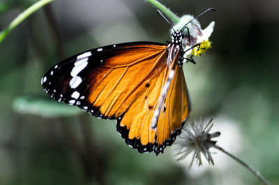 Close-up of butterfly perching on flower