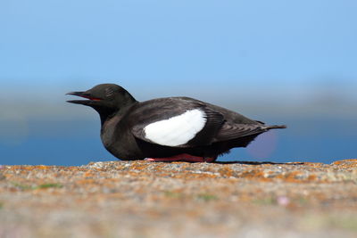 Close-up of bird perching on a land