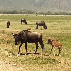 Horses in pasture