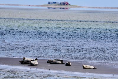 Seals resting