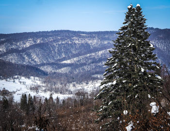 Aerial view of pine tree against sky during winter