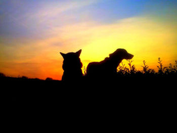 Silhouette of dog on landscape at sunset