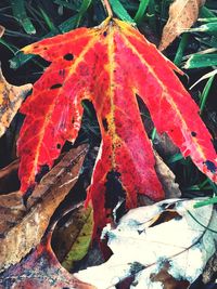 Close-up of red maple leaves on leaf