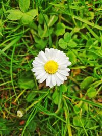 Close-up of white daisy flower on field