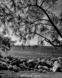 Bare trees against sky