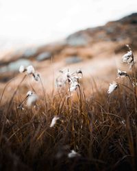 Close-up of dry plants on land