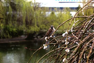 Bird perching on a tree