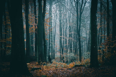 Trees in forest during autumn