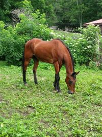 Sheep grazing on grassy field