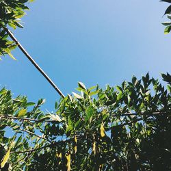 Low angle view of trees against blue sky