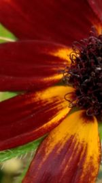 Close-up of flower