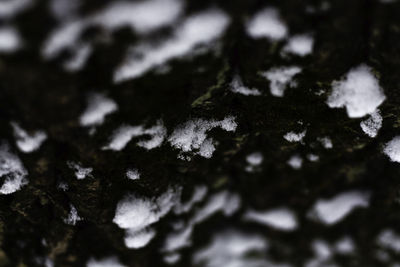 Full frame shot of moss growing on rock