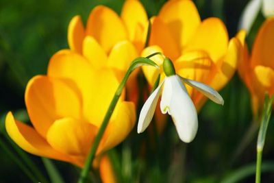 Close-up of yellow flower