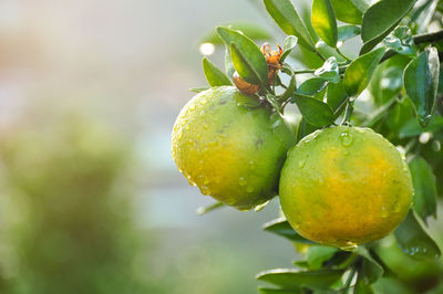 Close-up of fruits on tree