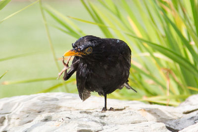 Close-up of bird perching outdoors