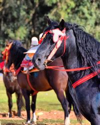 Close-up of horses on field