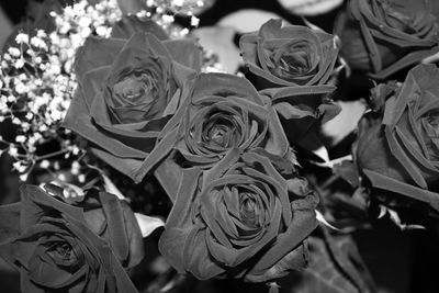 Close-up of roses blooming outdoors