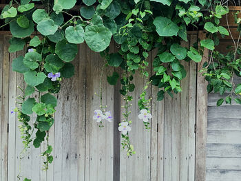 Ivy growing on wall