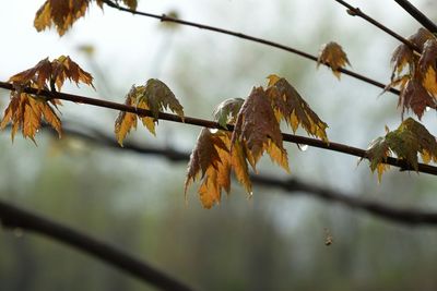 Low angle view of leaves on tree