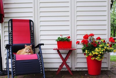 Potted plants on chair