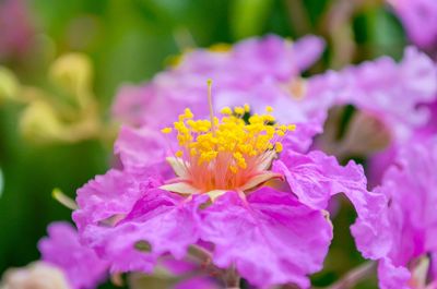 Close-up of pink flowers blooming in park