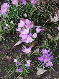 Close-up of pink crocus flowers