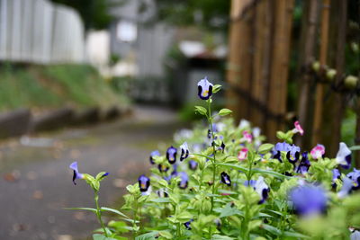 Close-up of purple flowering plant in park