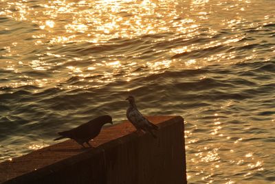 High angle view of bird on beach