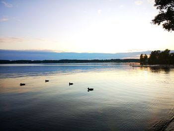 Birds swimming in lake against sky