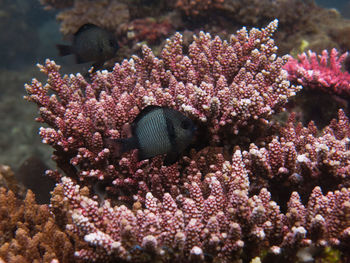 Coral fish found at coral reef area at tioman island, malaysia