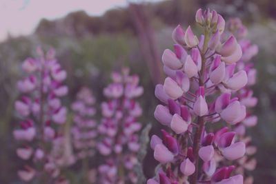 Close-up of pink flowering plant