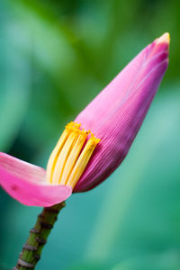 Close-up of pink flower