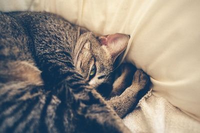 Cat sleeping on tiled floor