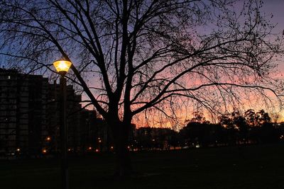 Bare trees against sky at night