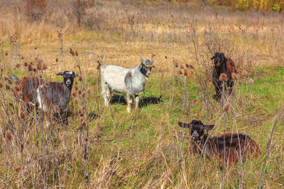 Goats on field