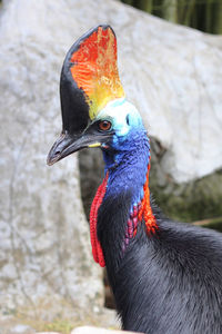 Close-up of a bird