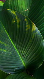 Close-up of leaf on plant