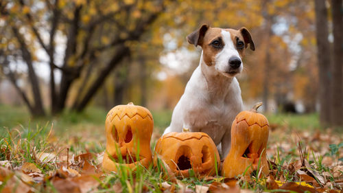 Close-up of dog on field