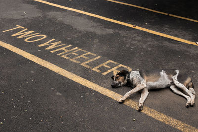 High angle view of dog on road