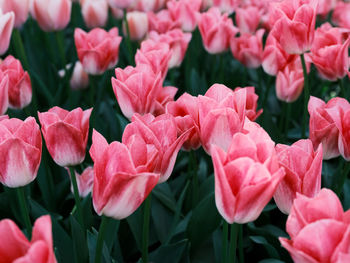 Close-up of pink flowering plants
